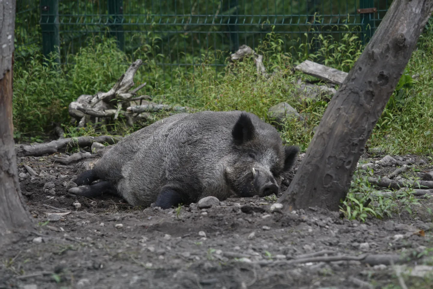 Valgevenes on kavas katku hirmus kriips peale tõmmata kõikide metssigade elule ja Leedus tuua ohvriks üheksa notsut kümnest. Eesti metssead praegu oma elude pärast muret veel tundma ei pea, kuna käimas on pelgalt arutelud, kas ja kuidas peaks edasi talitama.