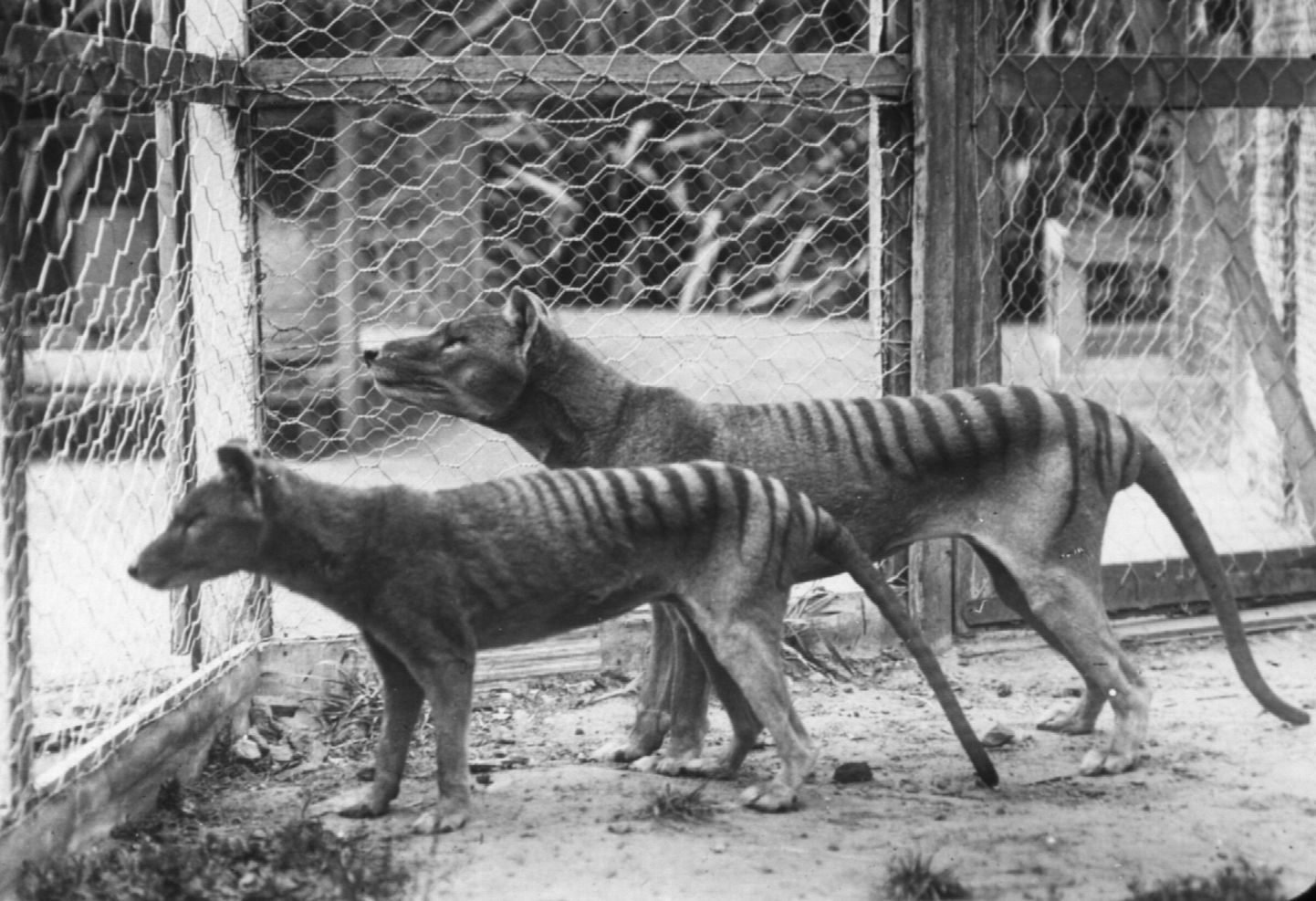 Kukkurhundid Hobarti loomaaias 20. sajandi alguses