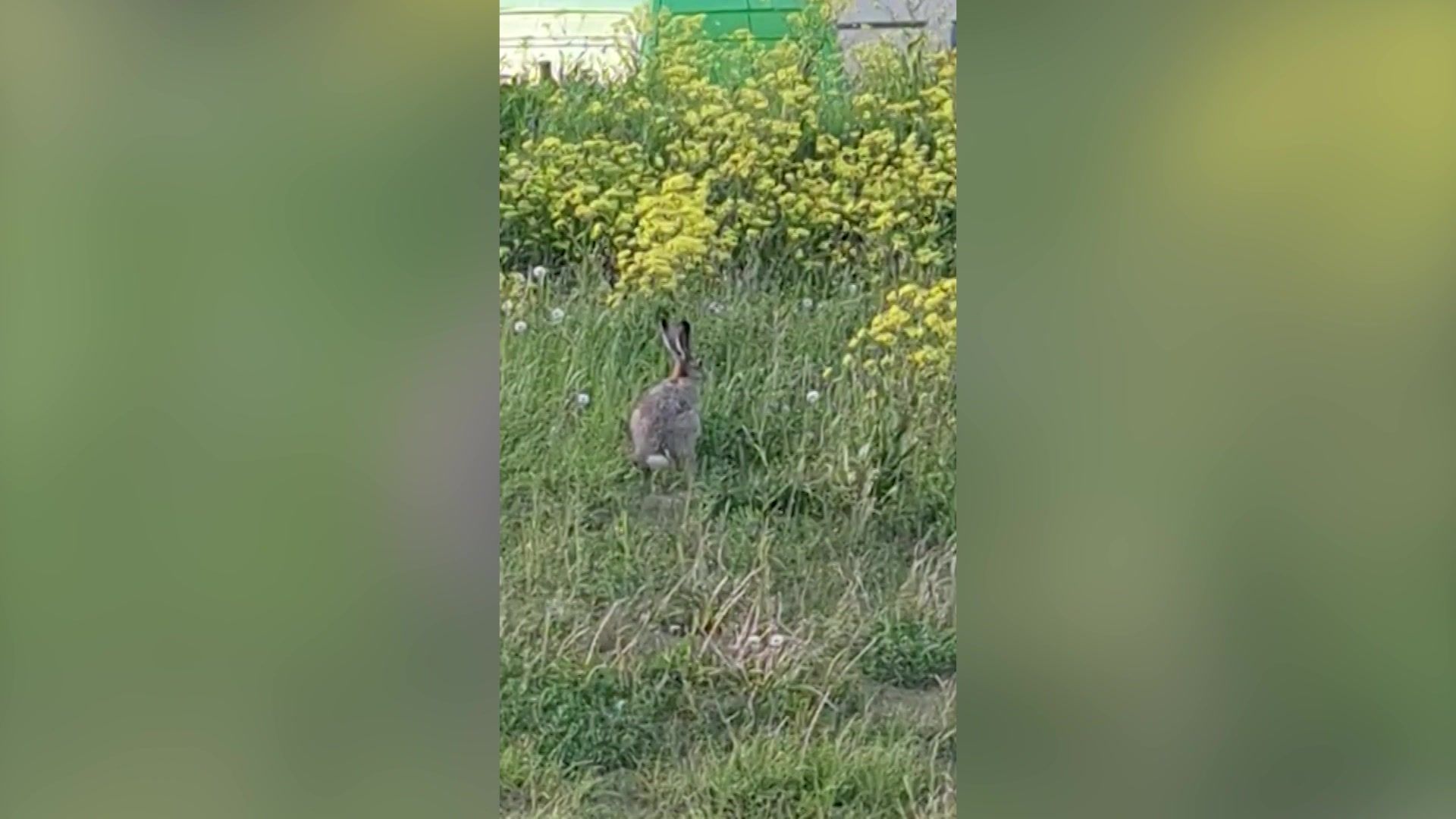 Невероятно! Схватка между зайцем и вороной на городской парковке