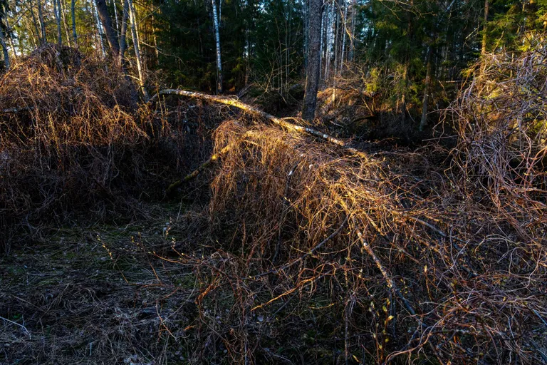 Toomingate ja humalatega kaetud kunagine rohumaa.
