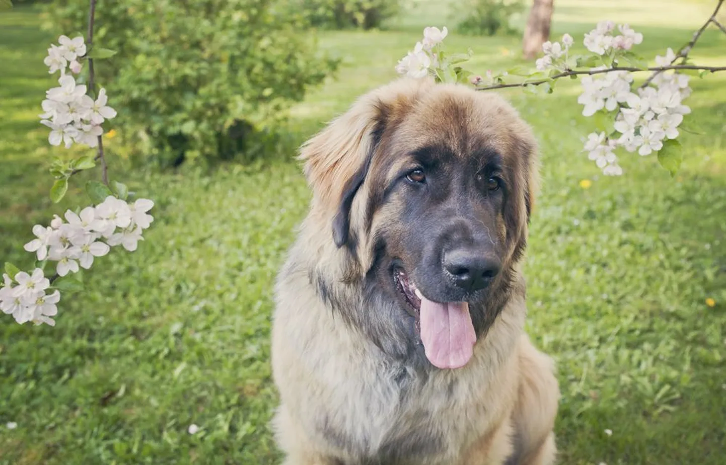 Nooruke Ona on tõu poolest leonberger,
see koeratõug on aretatud inimeste
päästmiseks, neid kasutatakse vetelpäästes ja lumelaviinides kadunud inimeste otsinguil, samuti lastehaiglas teraapiakoertena.