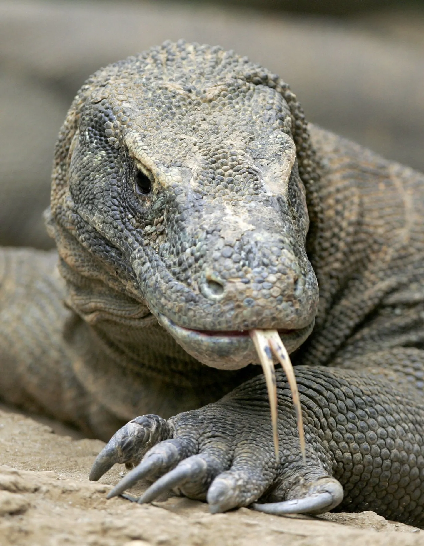 Komodo varaan