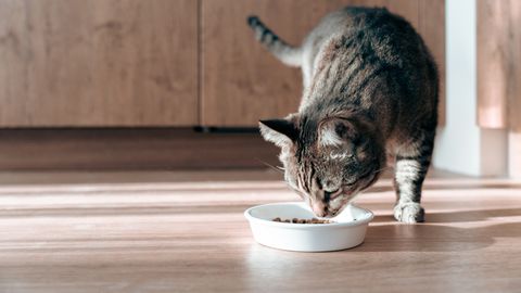 MTÜ Tammiste Kassid otsib kelmuse ohvreid. Väidetavat süüdlast on varem korduvalt karistatud