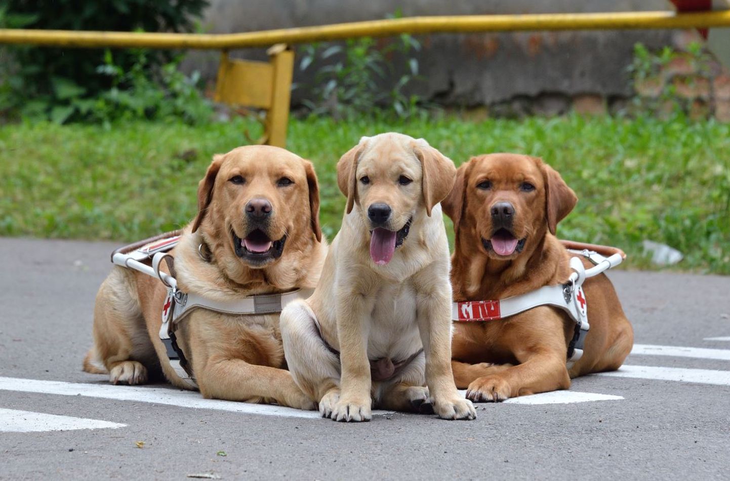 Две рабочие собаки-поводыря знакомятся со щенком Пабло