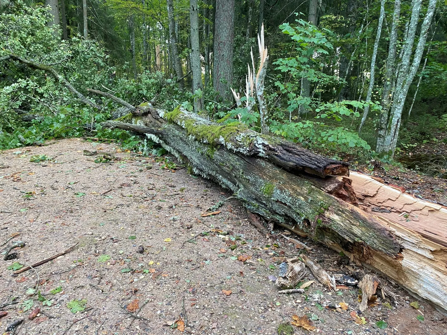 Raksta foto