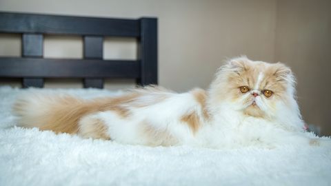 Не портит мебель и не гадит: названа самая идеальная порода кошек