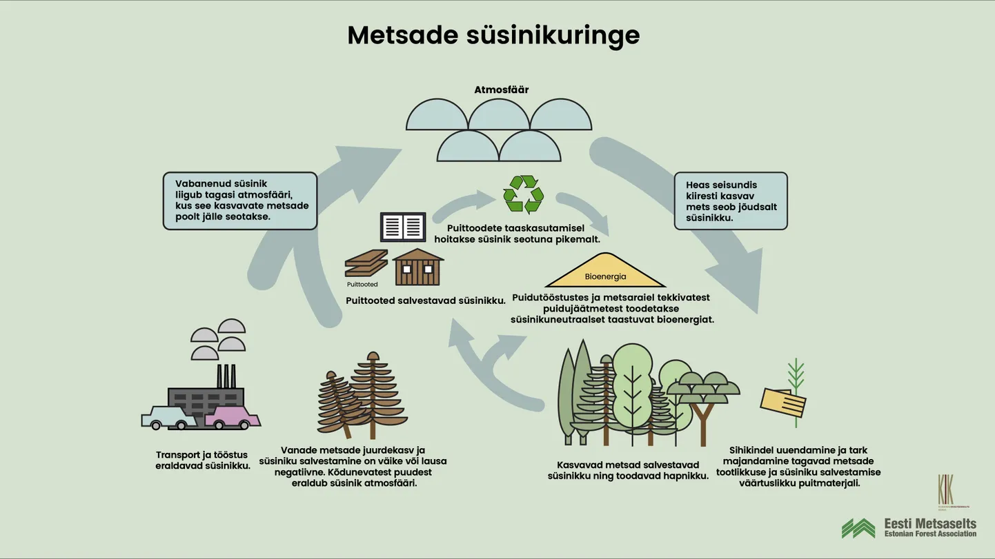 Metsade süsinikuringe.