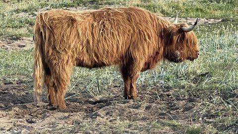 На Пальяссааре пасется корова с опухолью: жители бьют тревогу