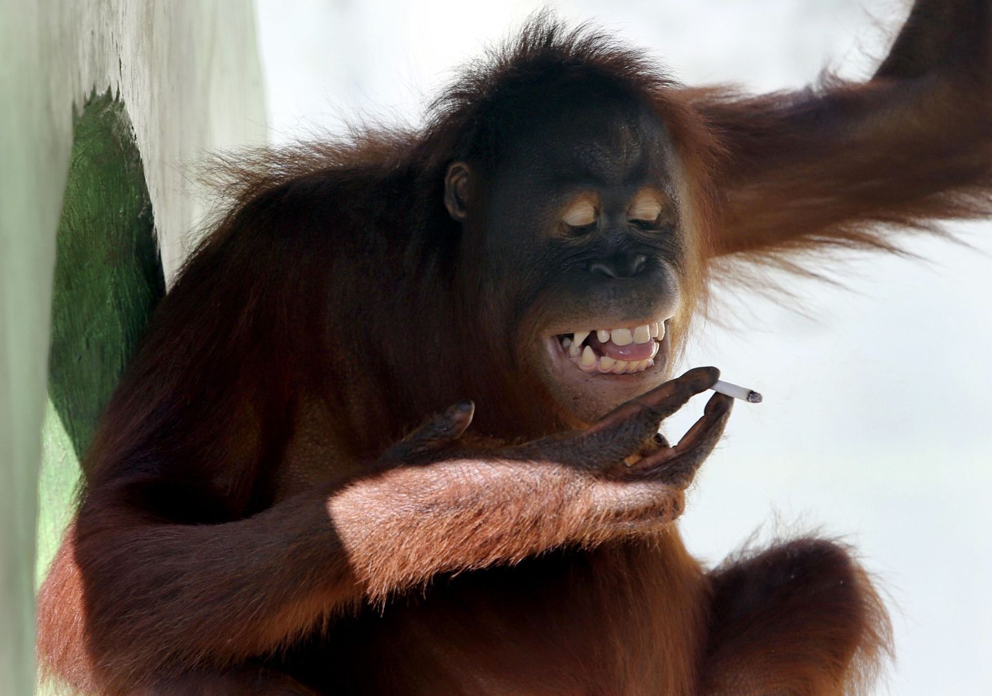 Orangutan Tori suitsetamas Satwa Taru Jurugi loomaaias Solo linnas Indoneesias.