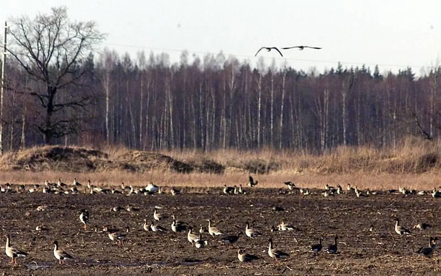 Kevadisel läbirändel puhkavad ja toituvad haned, lagled ning luiged Audru poldril.