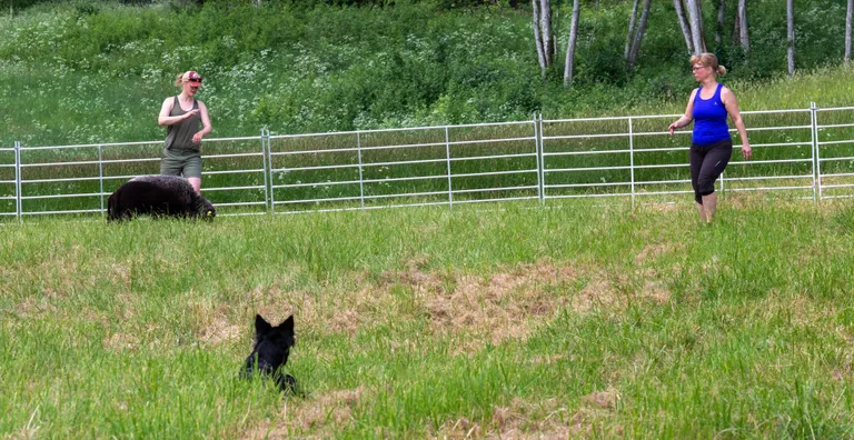 Kullaaugu talus treeningul. Paremal koera juht Terell Pihlak, vasakul teener Anni Ritakallio ja lambad ning eesservas käsklust ootav Tete.