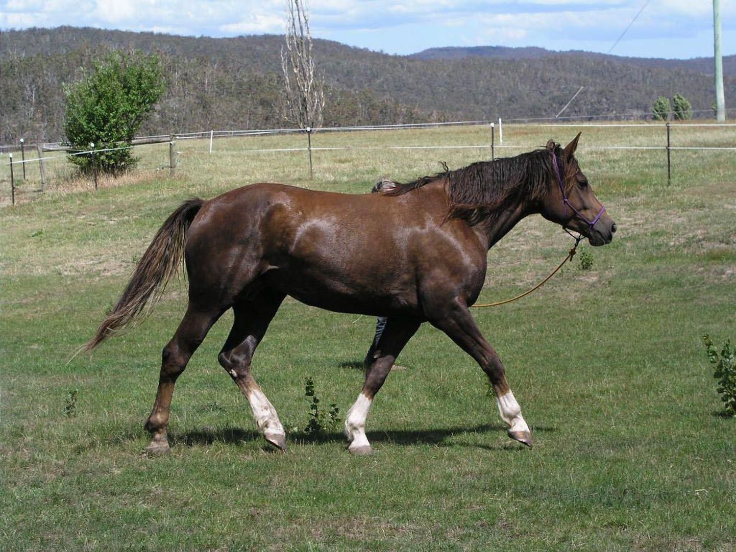 Tori hobusetõu esimene saadik Austraalias on Amadora.