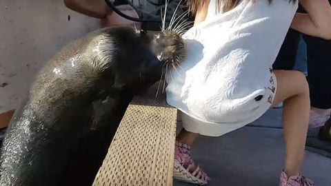 Девочке, в которую вцепился морской лев, прописали антибиотики (видео)