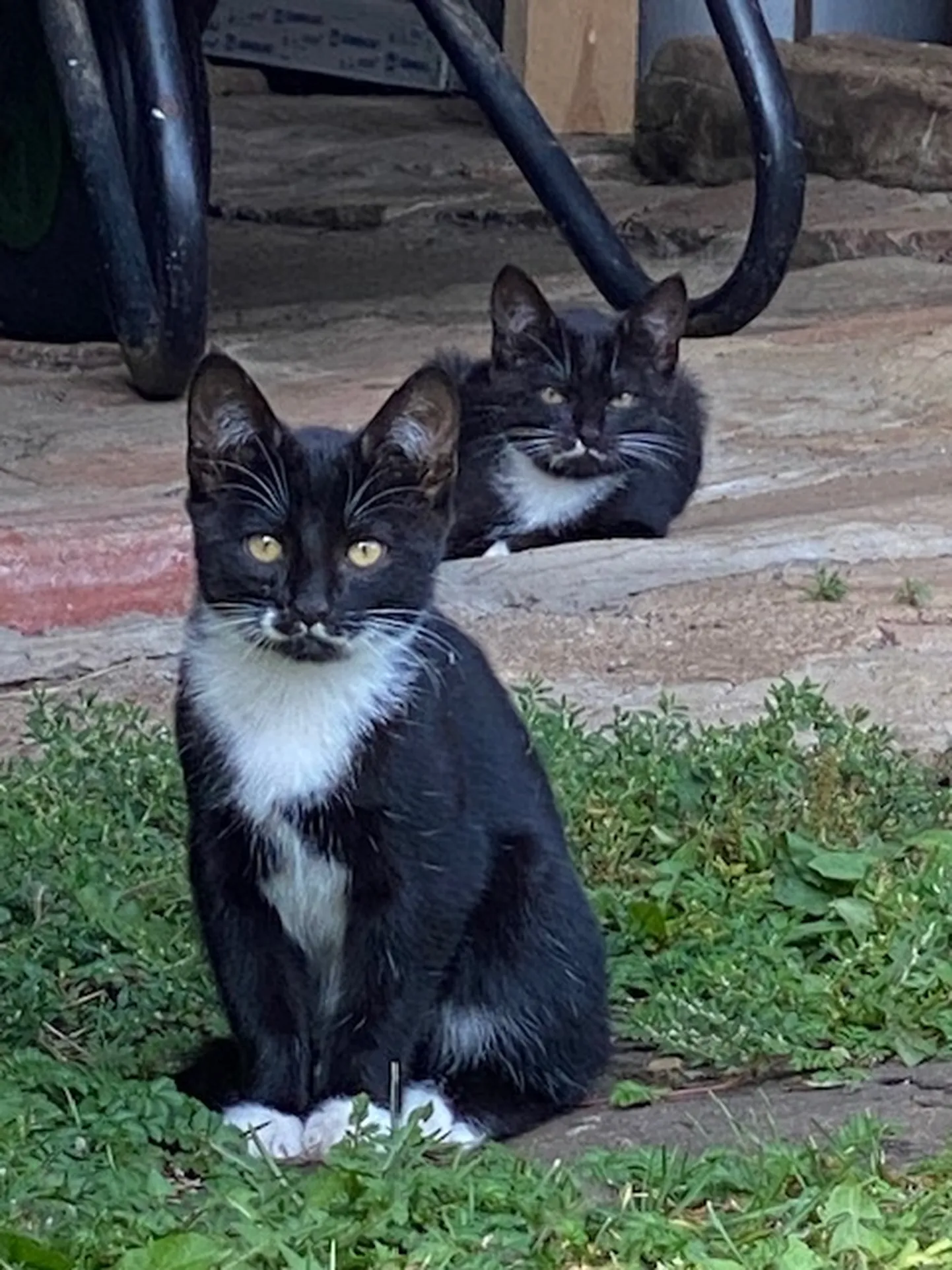Дом ищут два черно-белых котика.