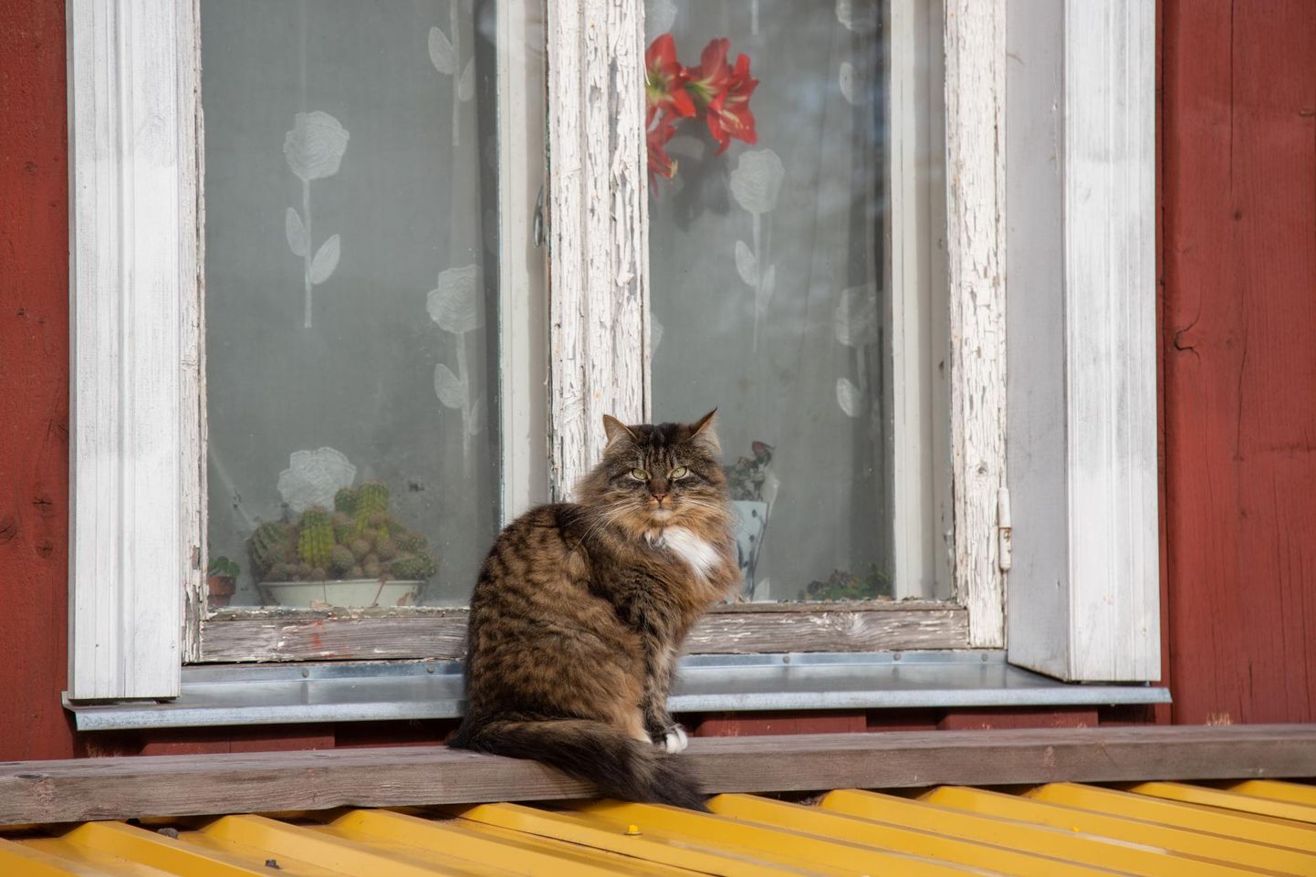 Linna asjadel hoiavad silma peal kohalikud kassid.
