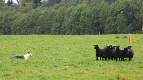 GALERII ⟩ Karjakoerad ajasid Eesti MM-il lambaid võidu aedikusse