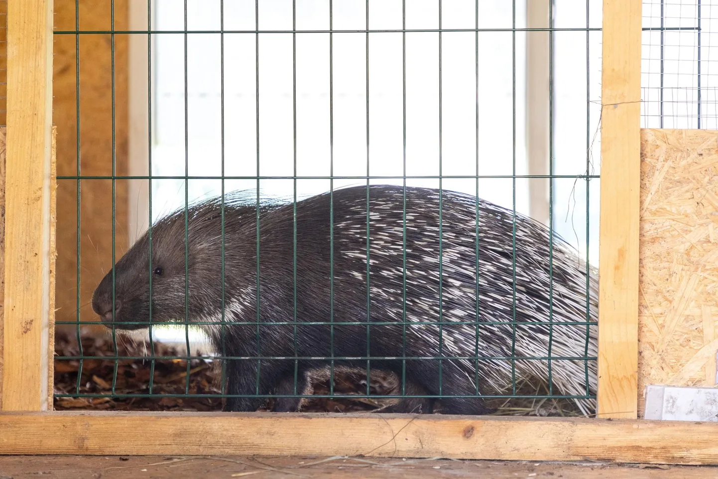 Seatembuga hakkama saanud okassiga peab nüüd oma päevi veetma üksinduses, sest tema kaaslane sai õnnetult autorataste all hukka.