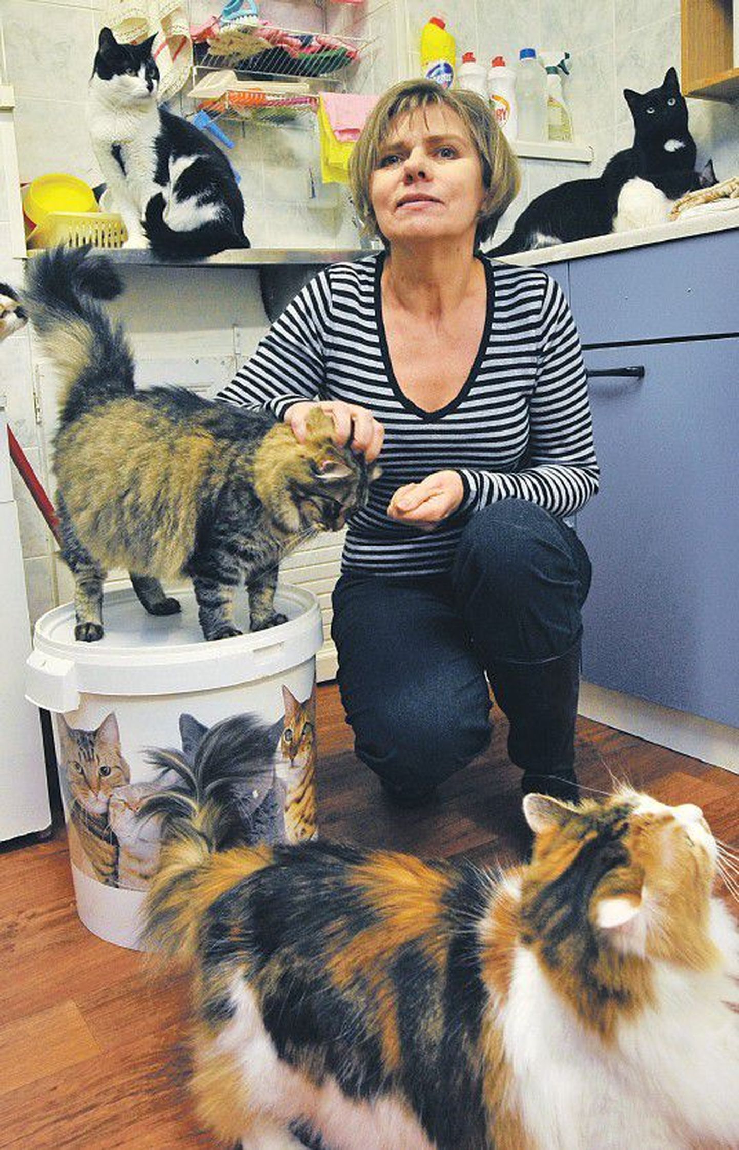 Учредитель и член правления приюта для кошек Кайя Кихо вот уже много лет целыми днями просиживает в подвале дома на улице Теразе в Кадриорге, где живут от 50 до 80 кошек.
