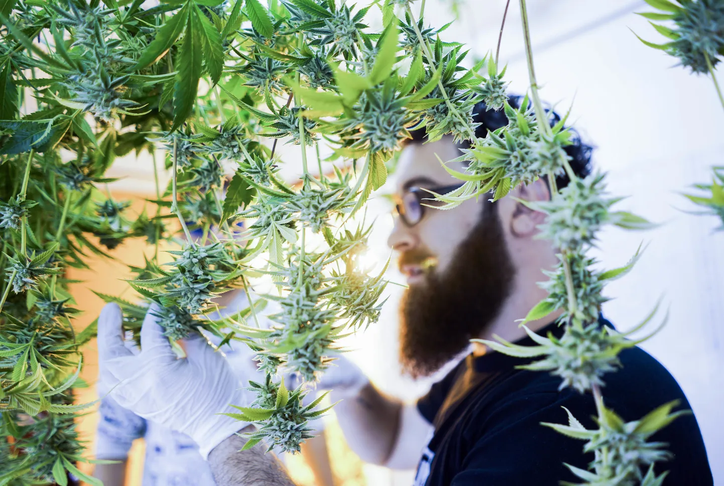 Kuigi kanepist on viimasel ajal palju juttu olnud, on enamik eestimaalasi selle narkootikumi legaliseerimise vastu.