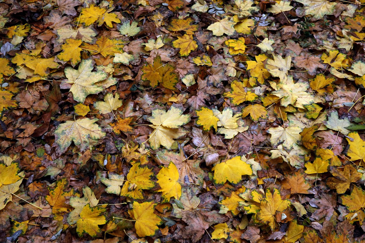Осенние листья. Фото иллюстративное.