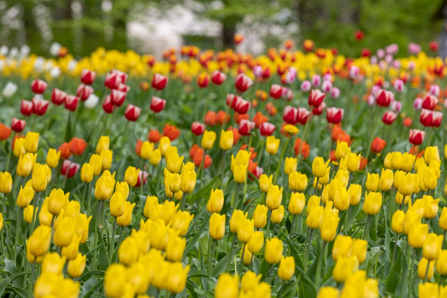 Et kevadel tulpide ilu nautida, tuleb sügisel tulbisibulad maha panna. Pildil lilleilu Kirna mõisas.