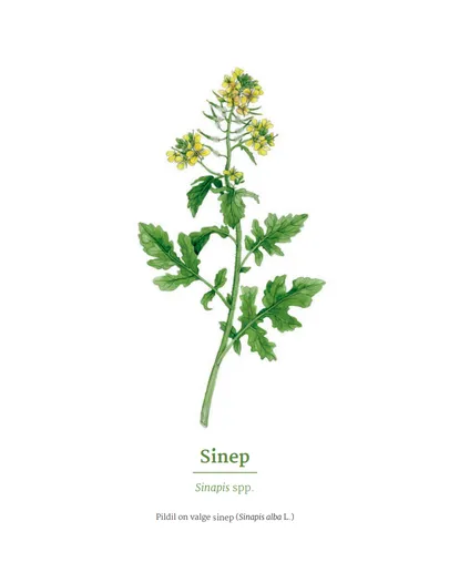 Sinep