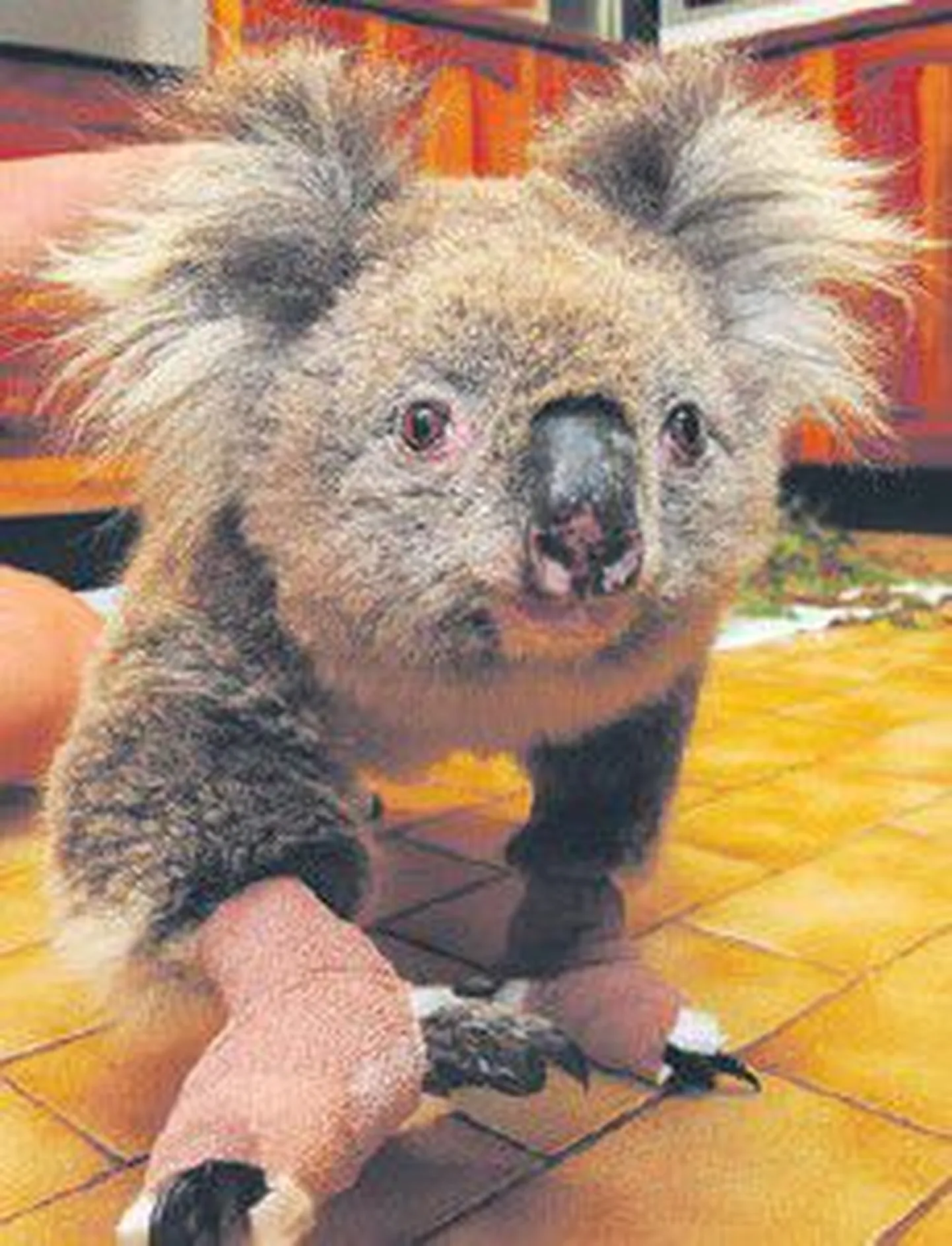 Коала
