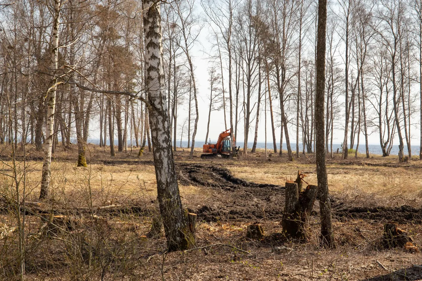 Hooldusraie eesmärk on majandusmetsa tulu tõstmine ehk metsa suunamine kasumlikumaks kasvamisele, see annab ka metsale ilusa väljanägemise.