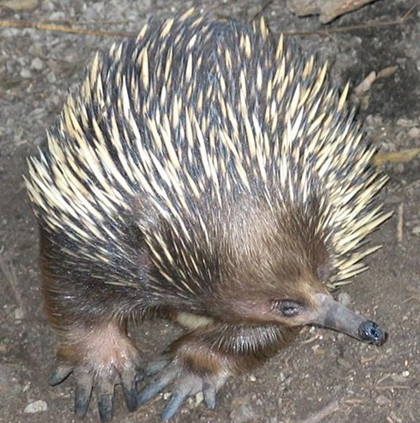Sipelgasiil