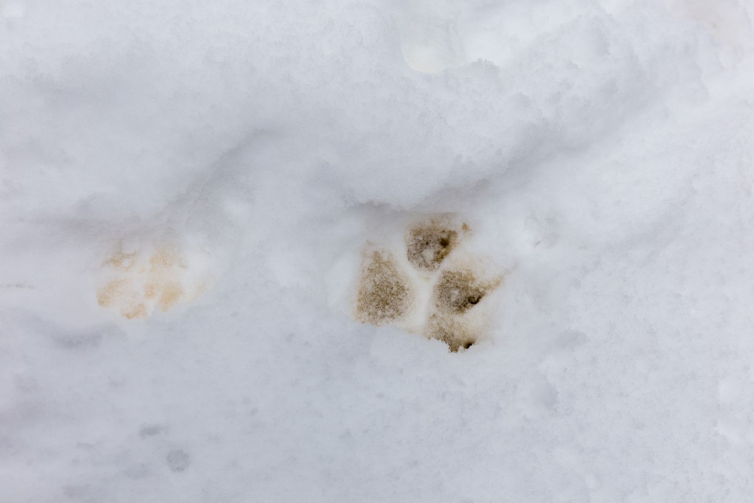 Huntide küttimiseks on lumikate väga oluline. Mullu oli talv soe ja lumeta ja siis kütiti Eestis 44 hunti lubatud 82-st.