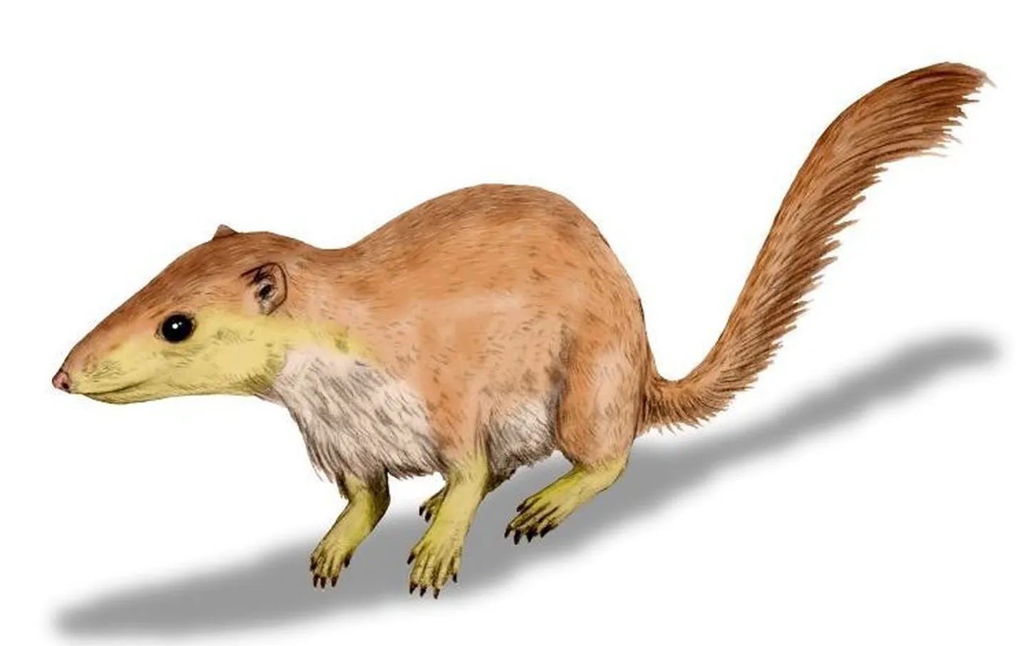Purgatorius