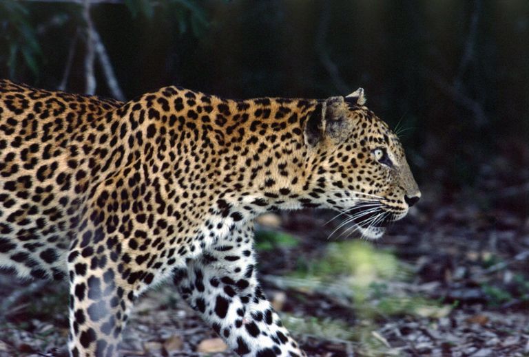 Saagijahil leopard