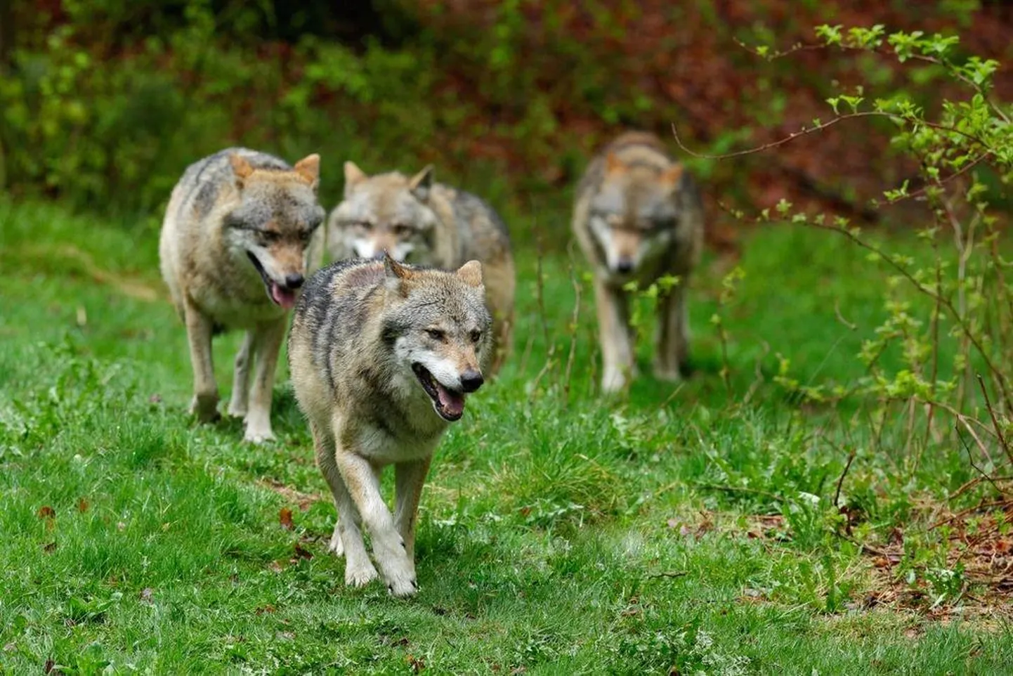 Hundid. FOTO: Shutterstock