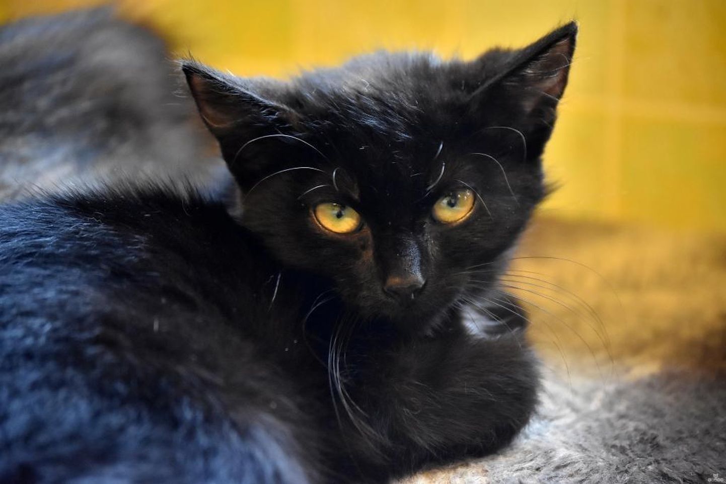 Black-Jack on isane umbes neljakuune kassipoeg, kes praegu elab Pärnu varjupaigas, aga loodab leida kodu. Niisama armsaid peret ootavaid musti miisusid on siinses varjupaigas veel viis.
