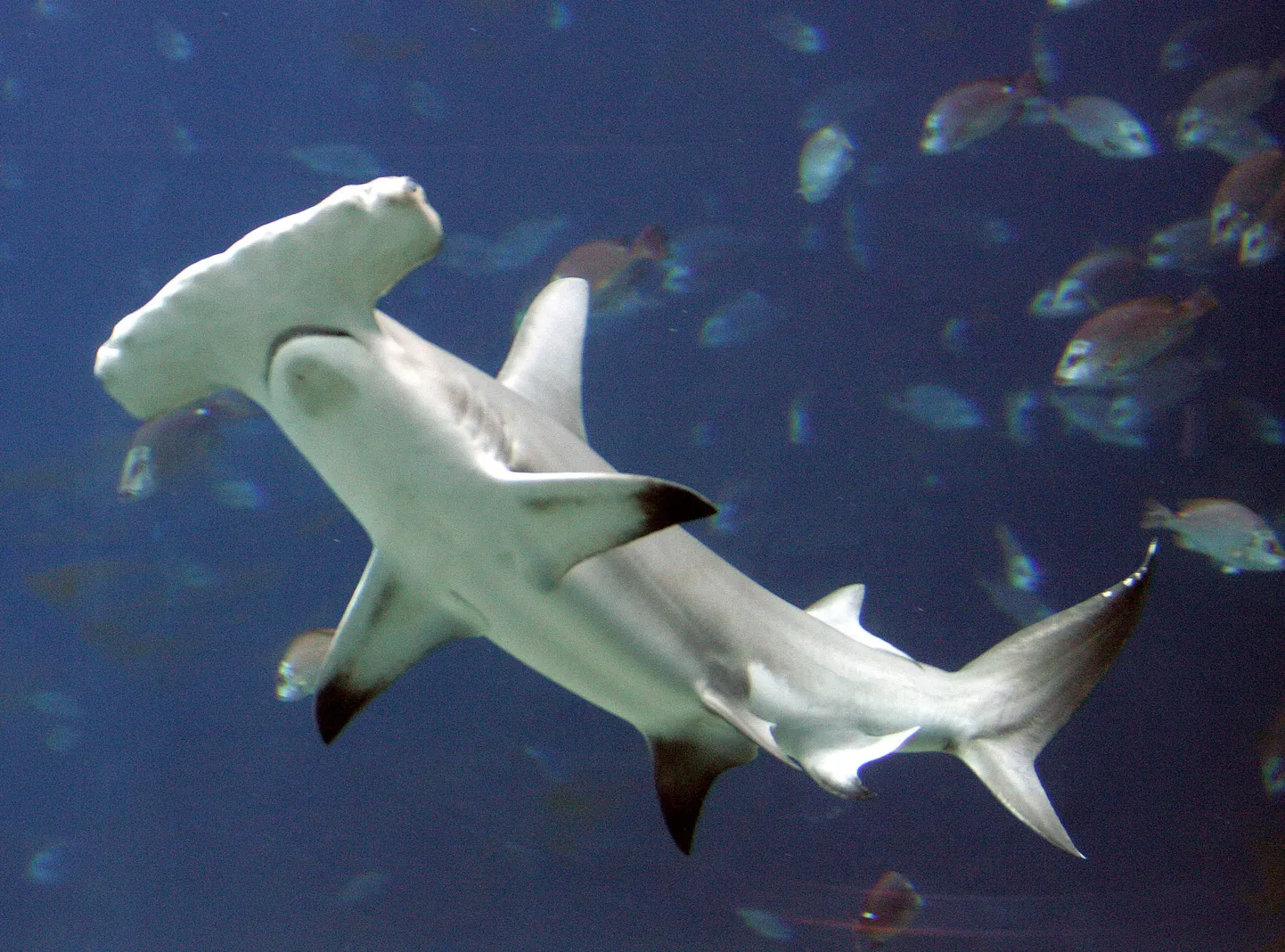 Vasarhai Georgia Aquariumis.