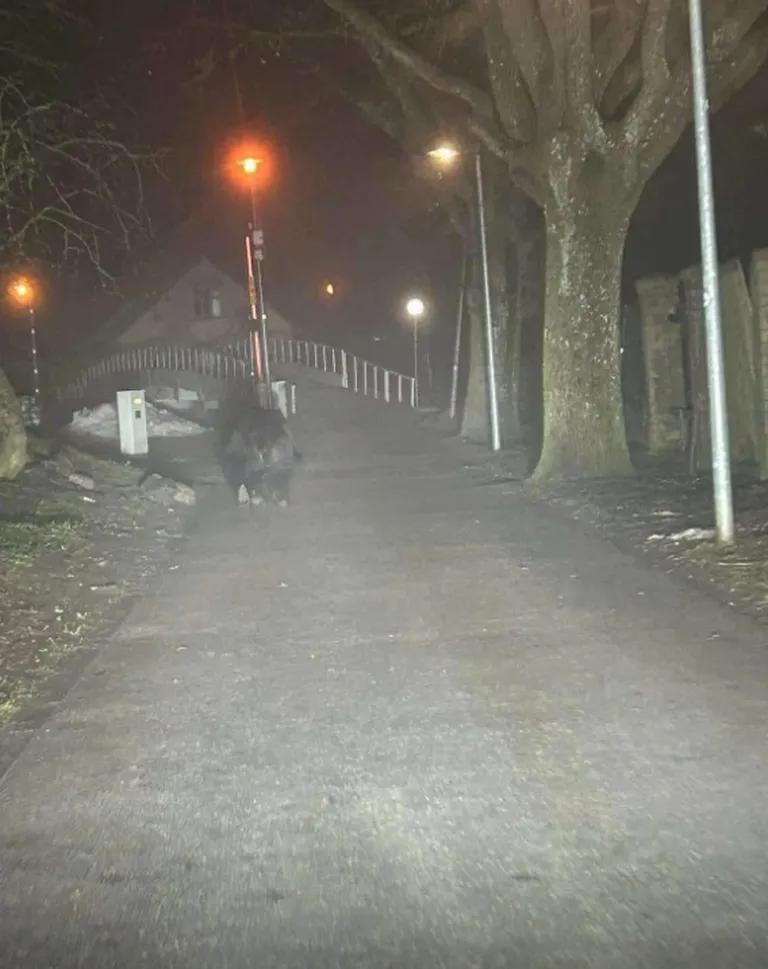 Karu Pärnu linnas.