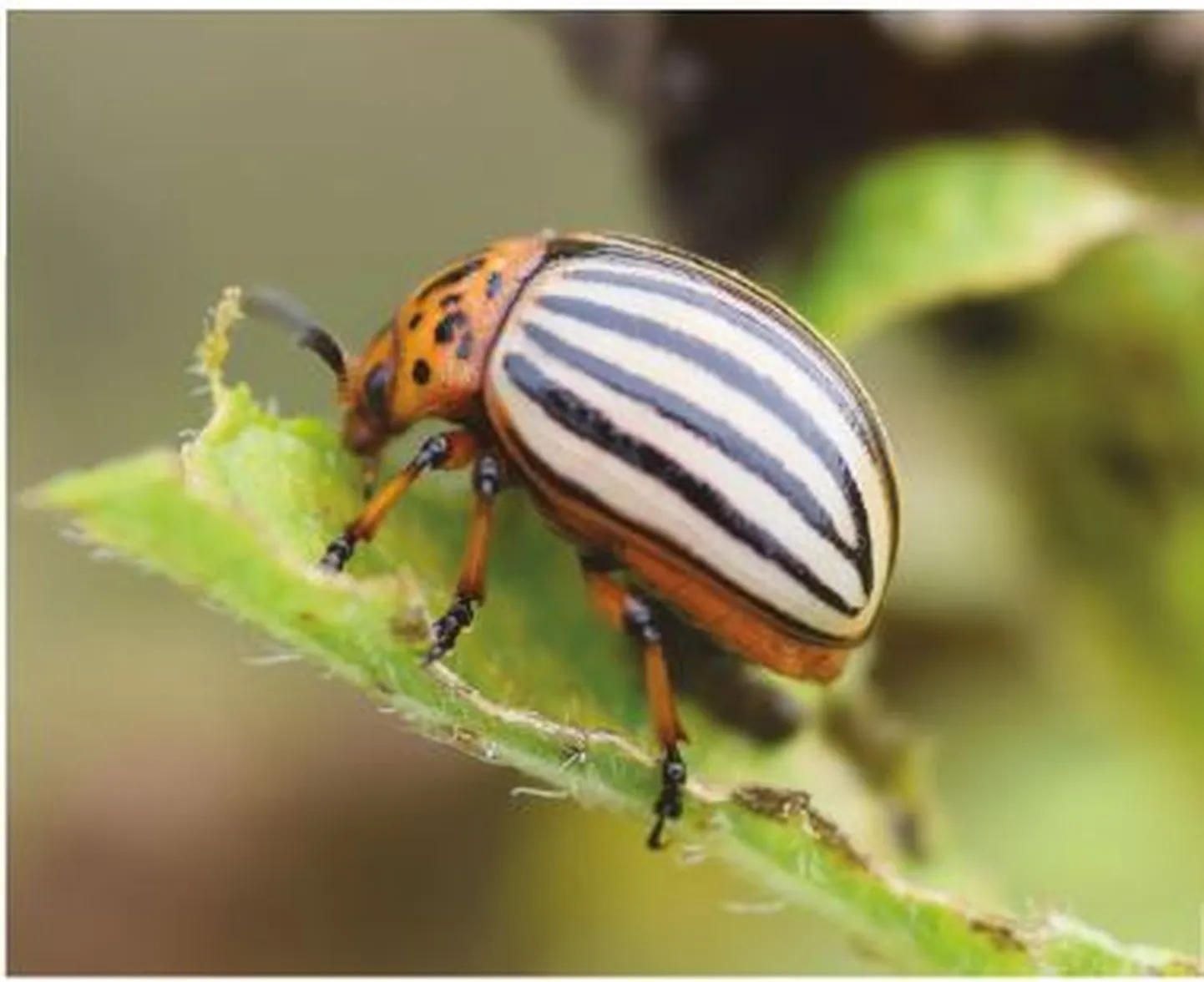 Kartulimardikas (Leptinotarsa decemlineata).