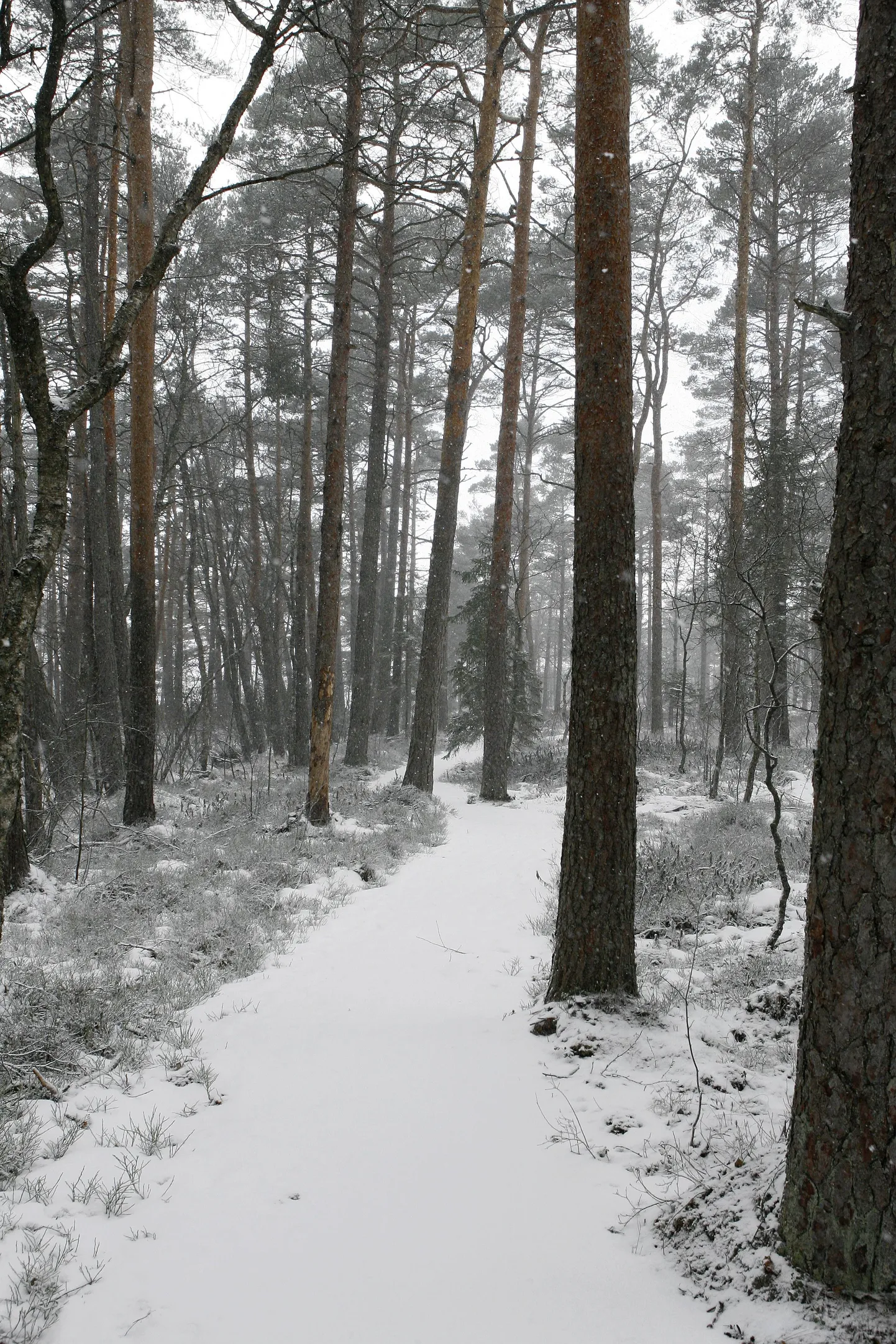 Talvine matkarada.