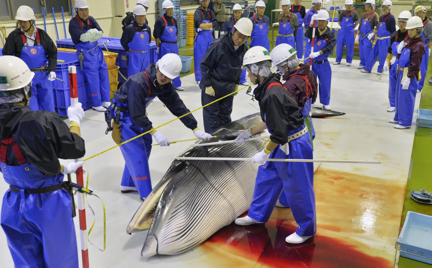 Uurijad mõõdavad kinnipüütud kääbusvaala Ayukawa sadamas Jaapanis.