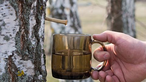 Pavasaris glāzē: bērzu sulu ietekme uz tavu veselību