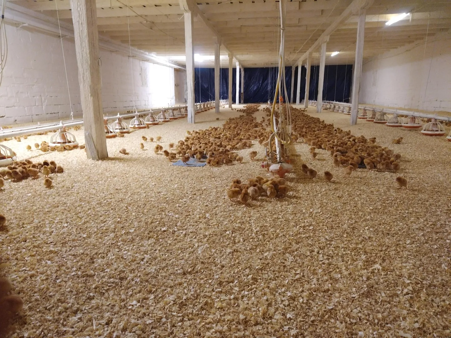 Äntu mõisa tuli tänavusel kõige külmemal ilmal uus partii ühepäevaseid tibusid – kanalas pidi sel puhul olema vähemalt 33 soojakraadi, samal ajal kui õues oli –28.