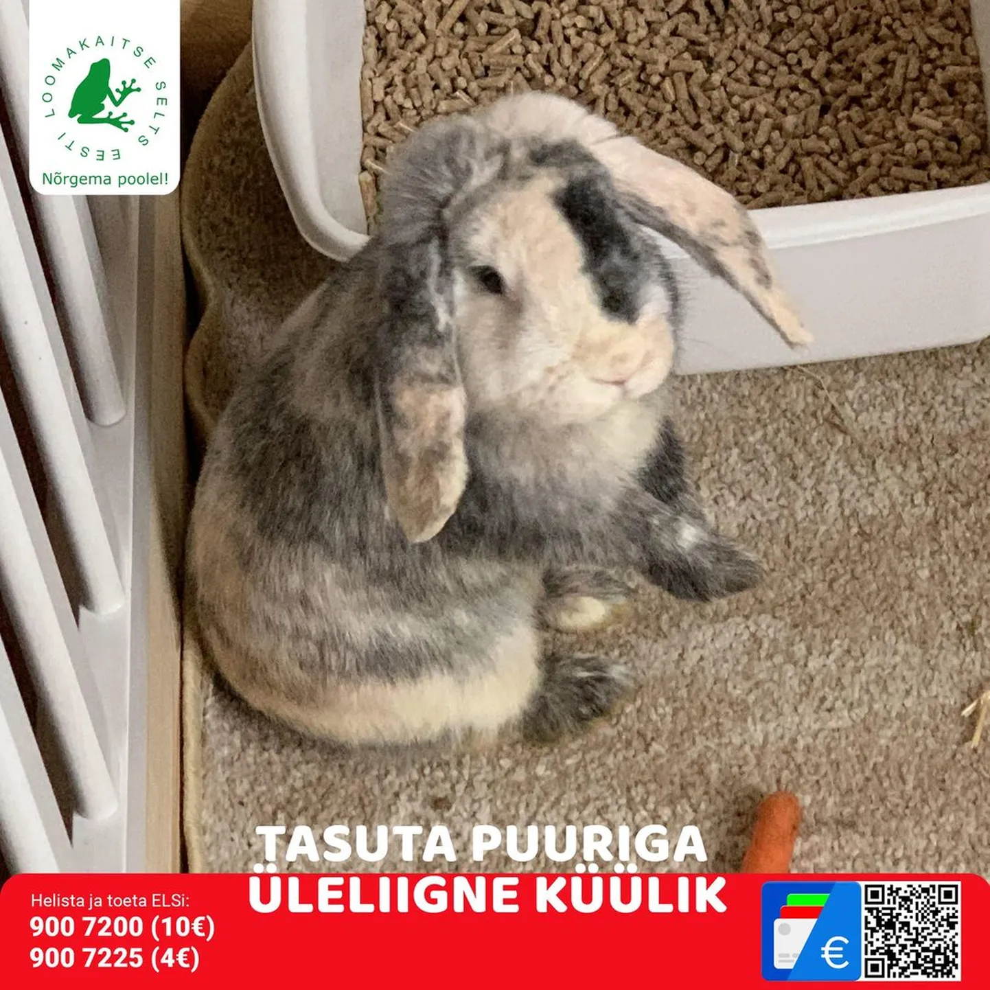 Artikli foto