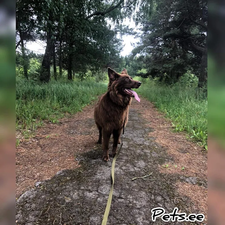 Choco Чоко