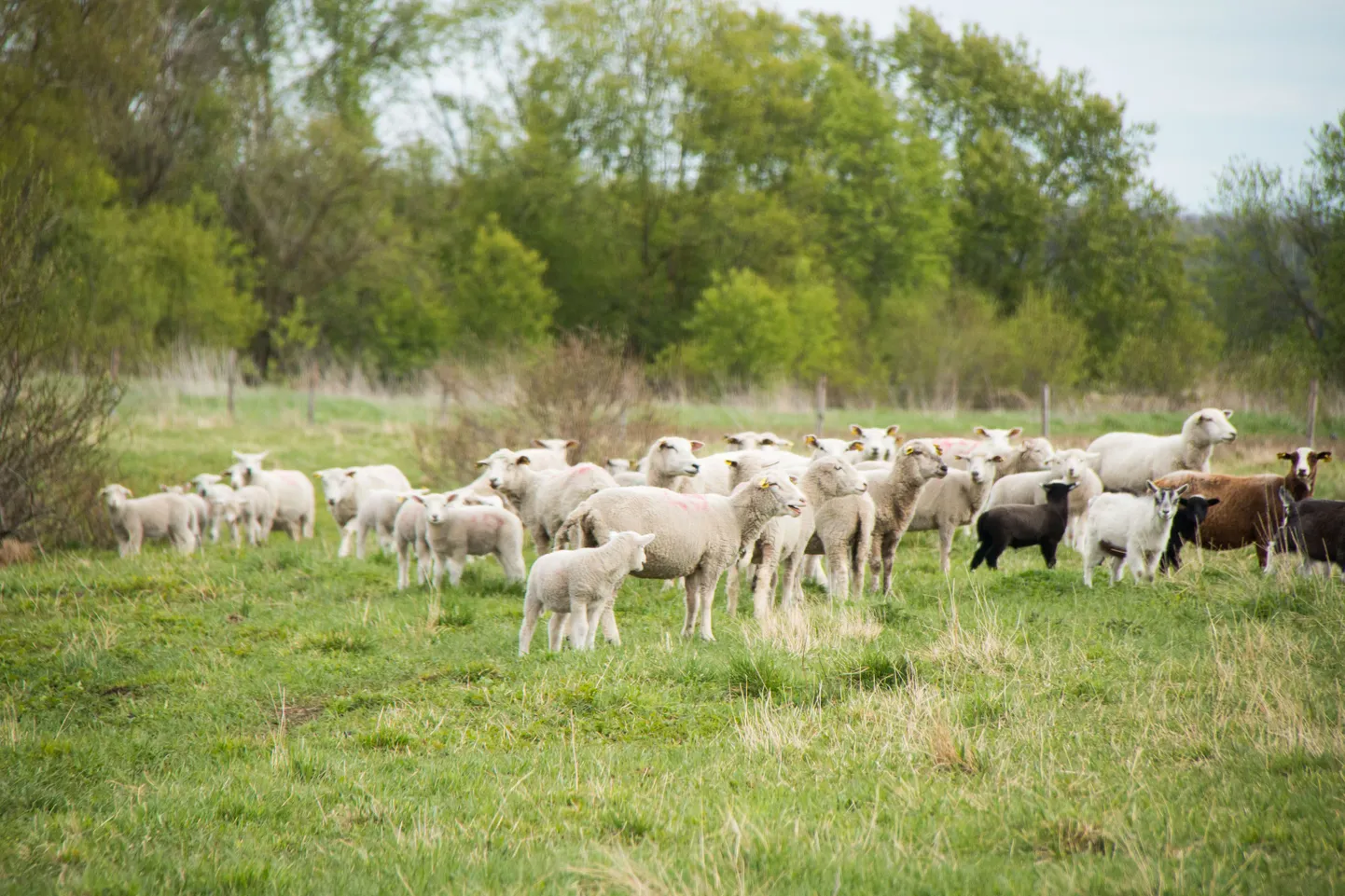11.mai  2015,Lääne-Virumaa, Eesti, Vajangu
maaelu, turismitalu, ehedad elamused Lahemaal, Mäehansu, lambad, kitsed
Foto:Mäehansu talu
Foto:Meelis Meilbaum / Virumaa Teataja