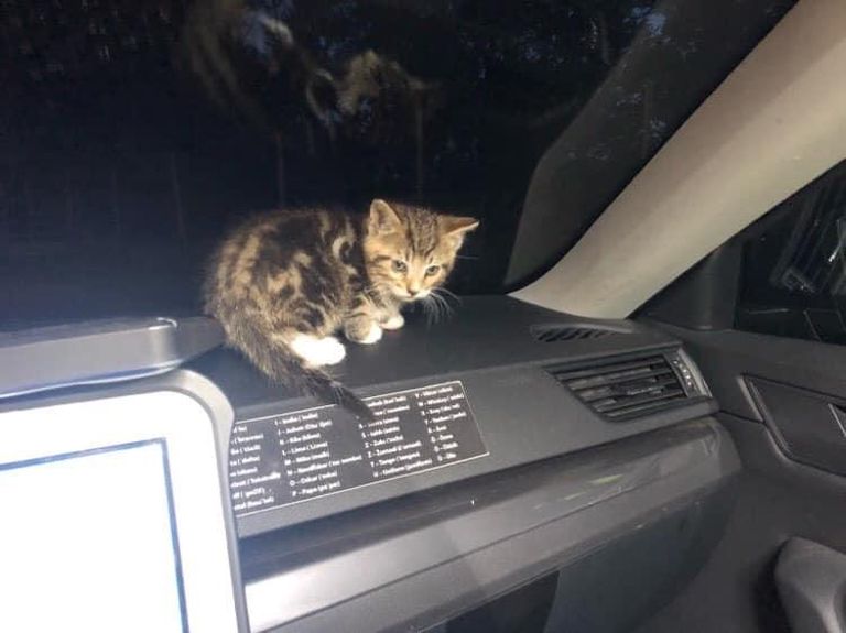 Котенок успел погулять по полицейской машине.