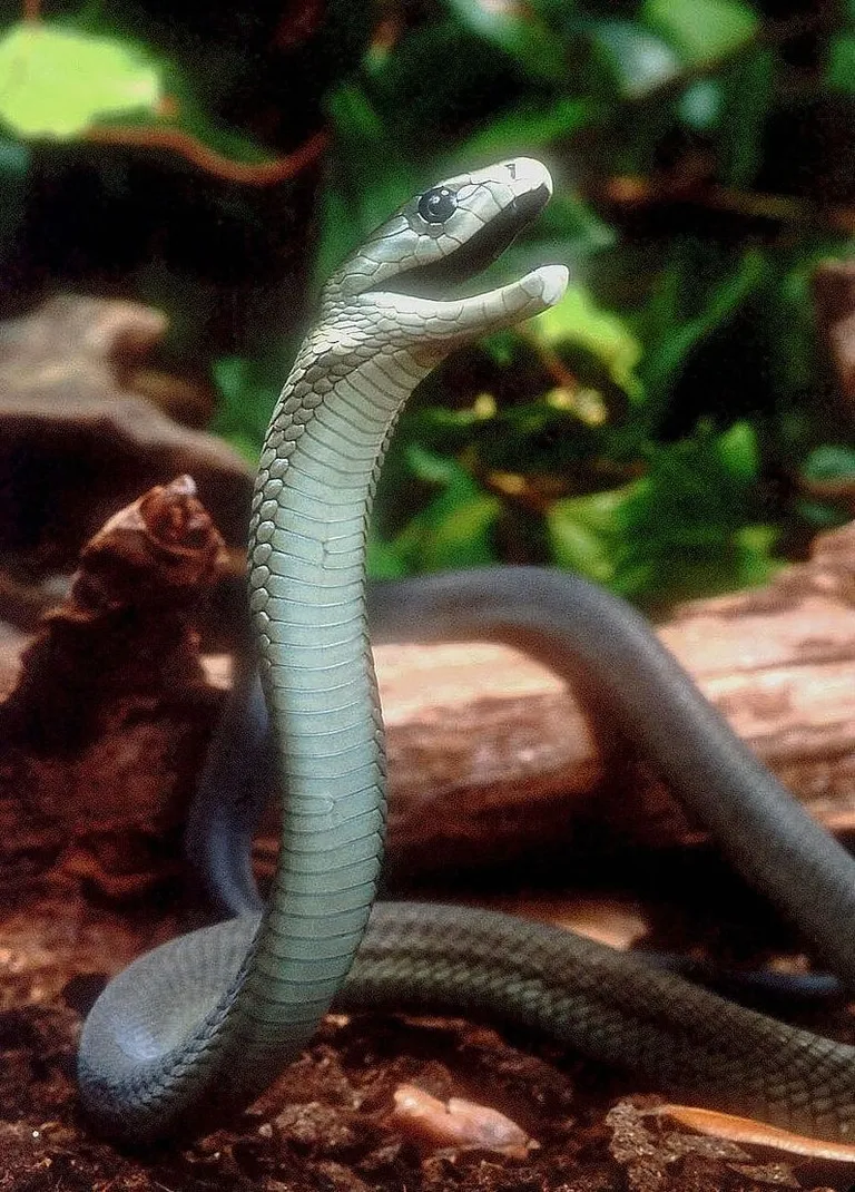 Must mamba
