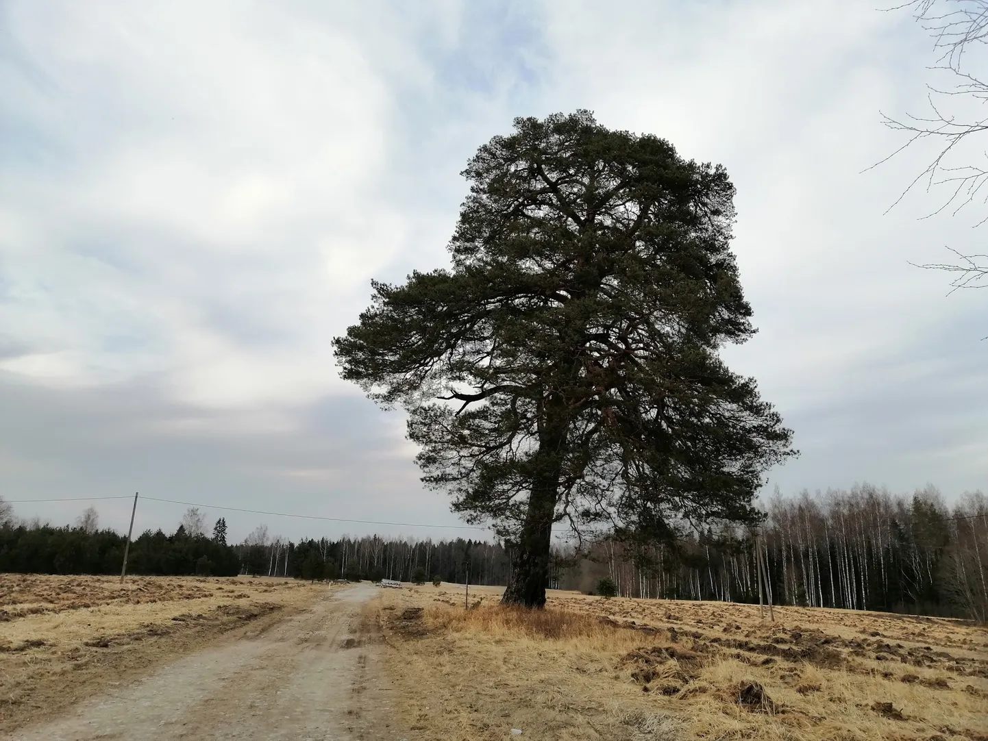 Püha puu: Illuka ristimänd.