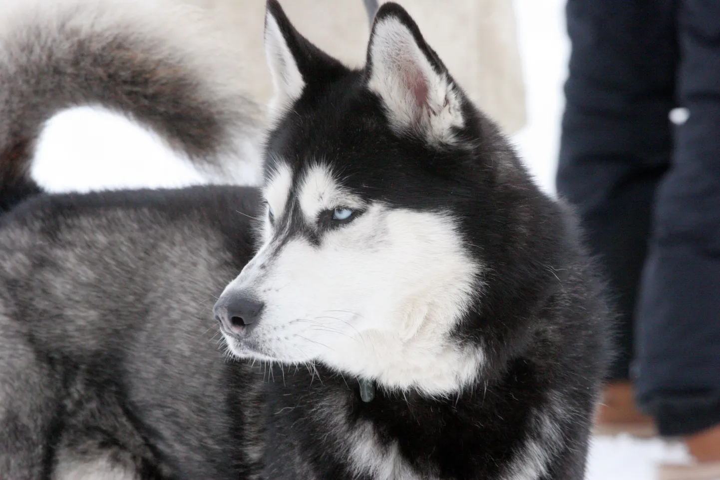 Alaska malamuut