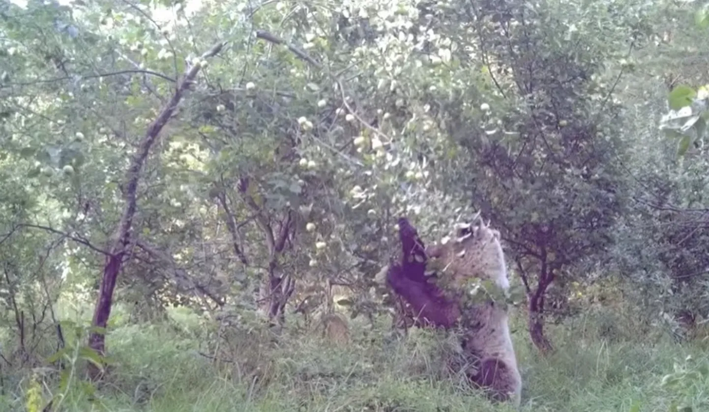 Медведь срывает яблоки