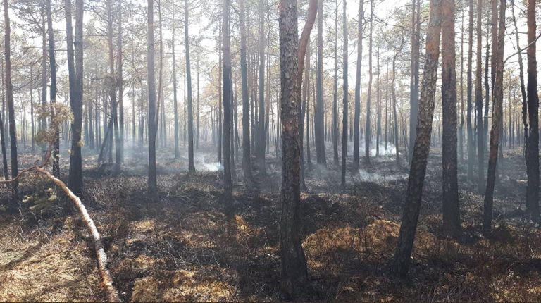 Jõgevamaal Alam-Pedja looduskaitsealal põles mets ja turvas. Et turvas sisaldab hapnikku, võivad selles tulekolded hõõguda veel nädalaid.